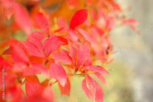 ドウダンツツジの紅葉