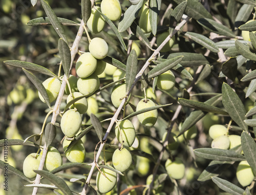 branch of olive tree with ripe green berries