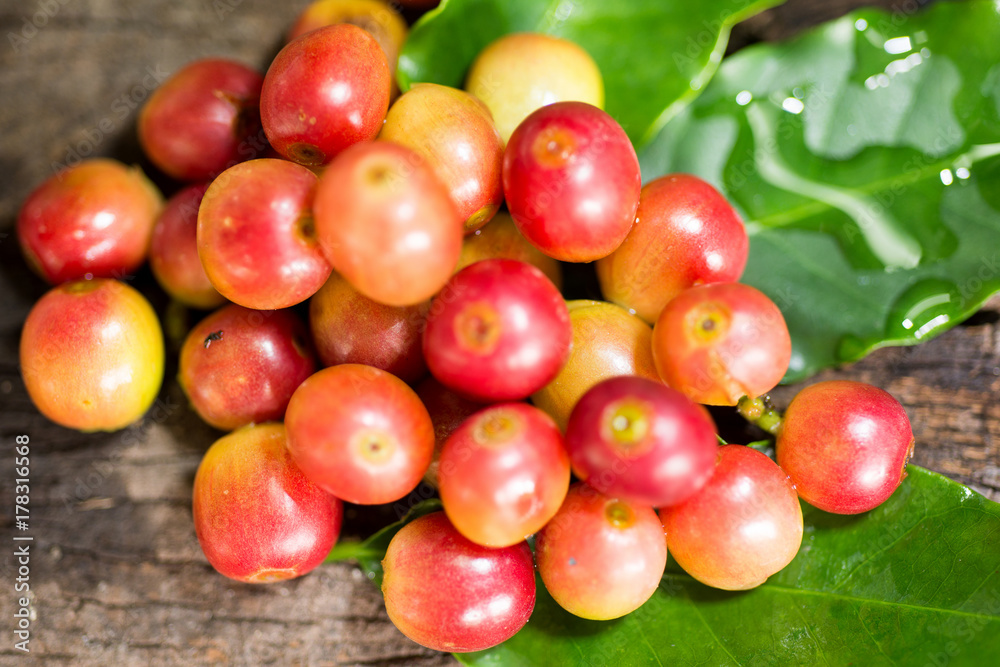 Coffee beans on a branch of tree Coffee beans on a branch of tree