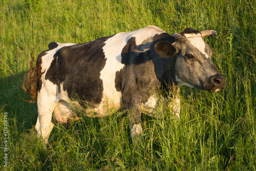 Cow in the pasture