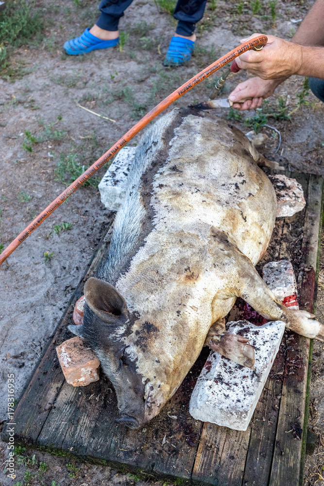 Obraz premium Burning a domestic pig before cutting. Removal of pig hair.