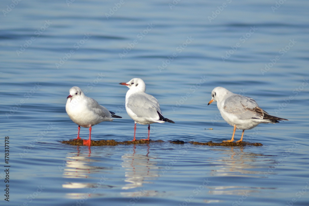Three gulls on the lake