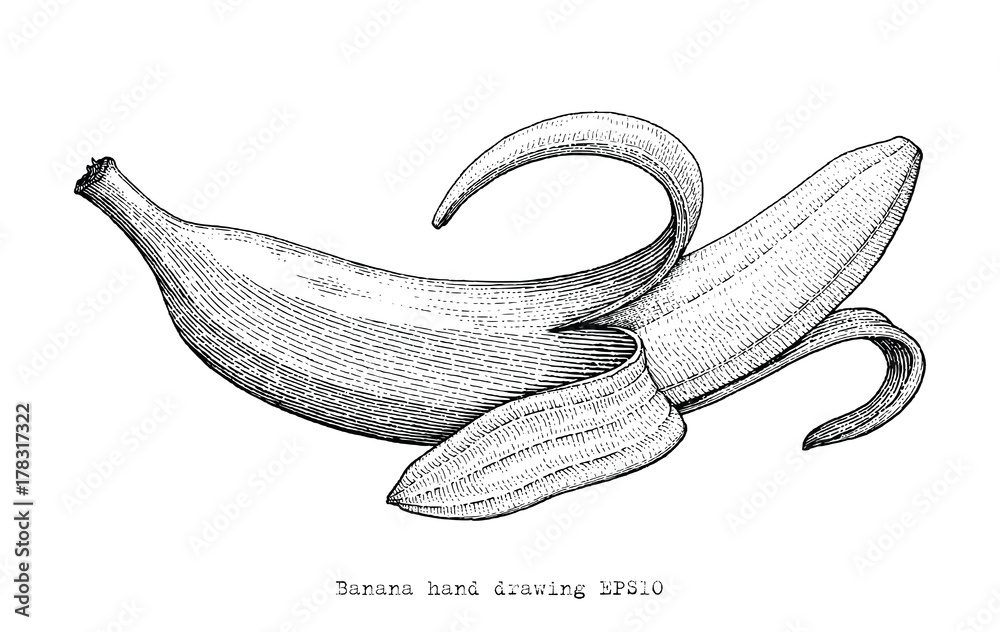 Banana hand drawing engraving style,Banana black and white clipart ...