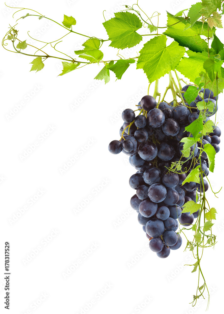 Grappe De Raisin Rouge Et Collage De Feuilles De Vigne Fond Blanc grappe-de-raisin-rouge-et-collage-de-feuilles-de-vigne-fond-blanc
