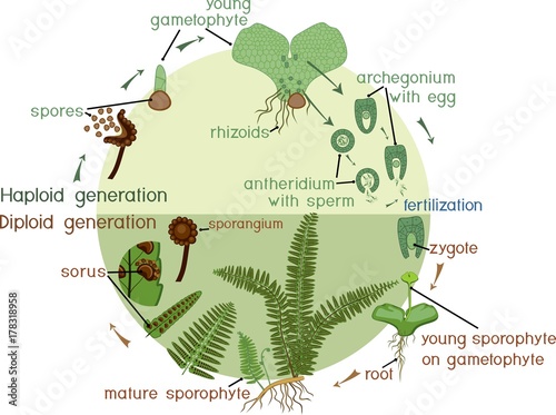 Life Cycle of Fern. Plant life cycle with alternation of diploid sporophytic and haploid gametophytic phases