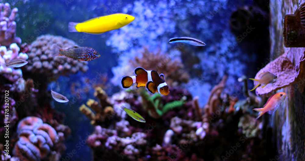 Fototapeta premium Popular fish enjoy in coral reef aquarium tank