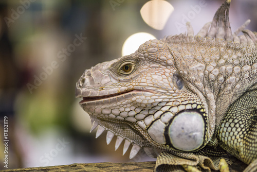 Close up iguana or iguana head