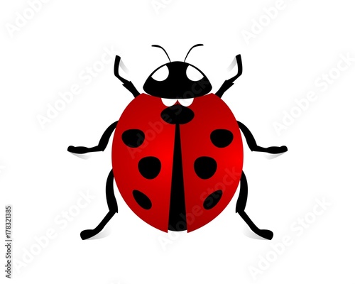 ladybug