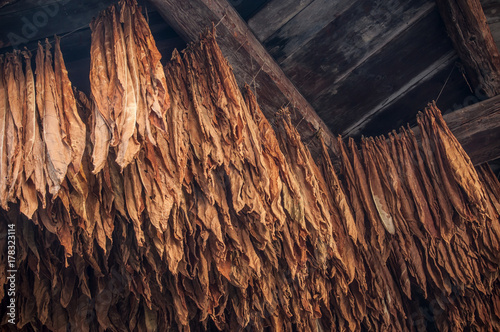 feuilles de tabac suspendues dans un hangar photo