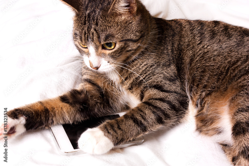 Cat lays and looks into the phone Cat lays and looks into the phone