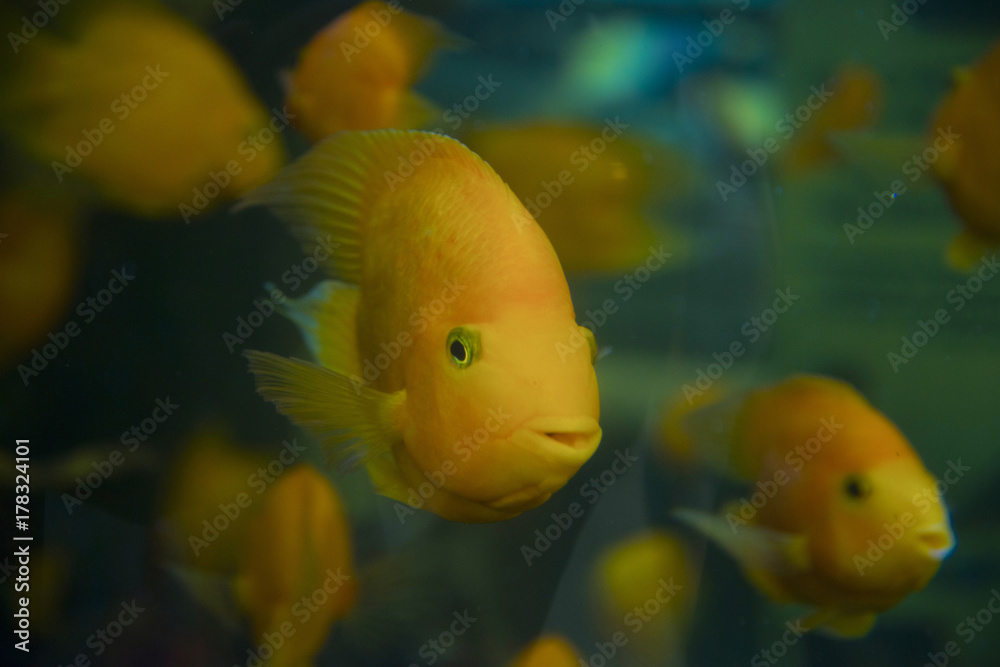 A flock of goldfish in green water. A flock of goldfish in green water.