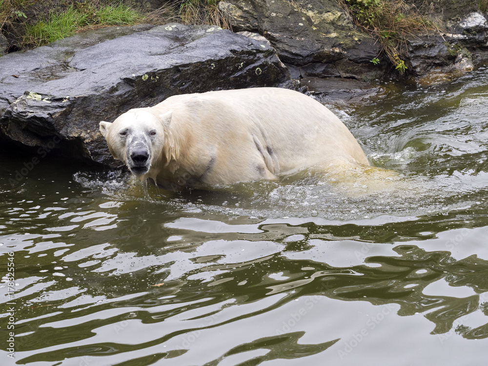 Fototapeta premium Polar bear, Thalarctos maritimus, swim excellent