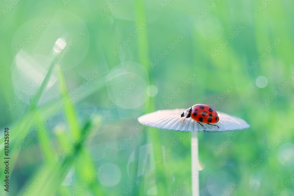 Naklejka premium Walk around the small red ladybugs