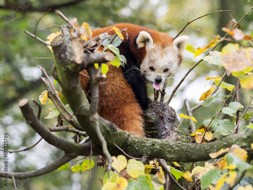 Fototapeta Naklejka Na Ścianę i Meble -  Red panda, Ailurus fulgens, tired of tongues