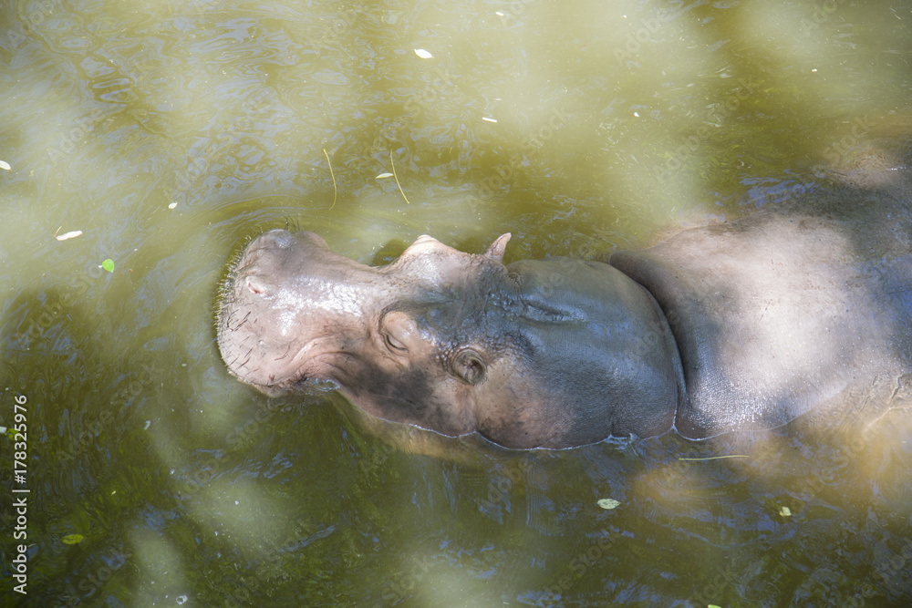 Fototapeta premium A large, thick-skinned hippopotamus swims in the pond.