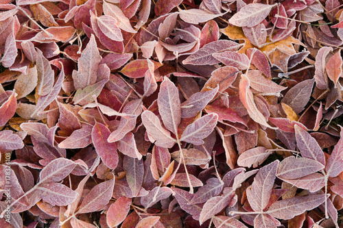 Frozen colorful leaves fallen to ground after cold night, autumn background.