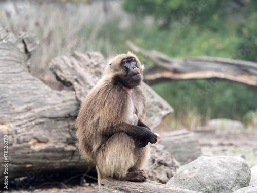 seated female Gelada, Theropithecus gelada
