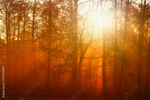 Through the trees and morning fog, the orange sun