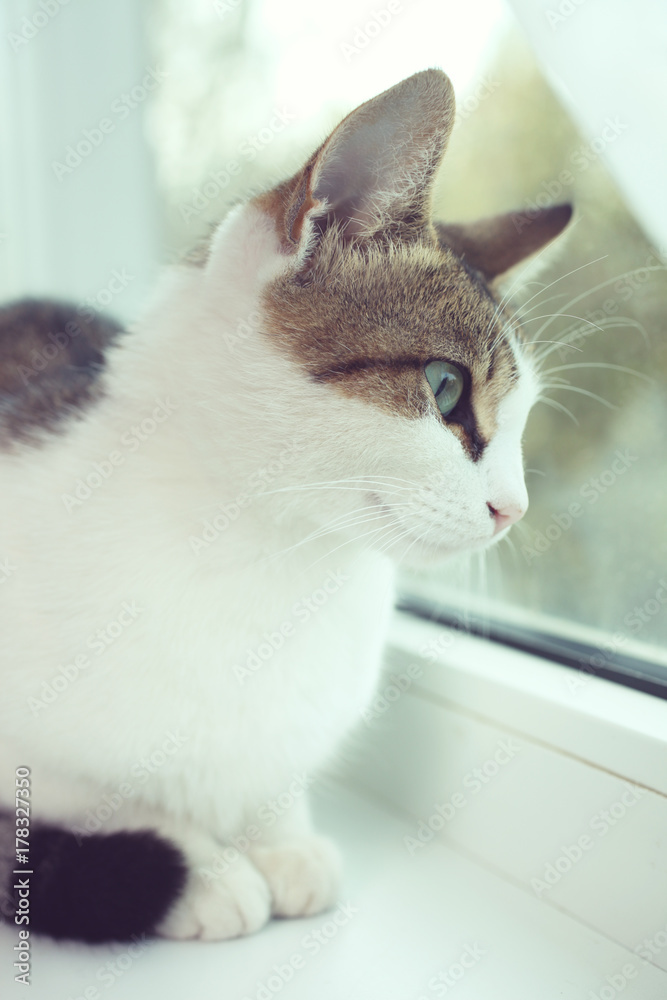 cat sits on a white window sill