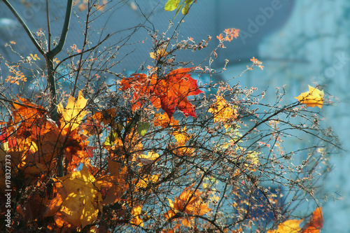 colorful, autumn leaves hanging on a bush