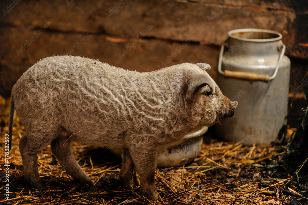 Little pigs of the Hungarian Mangalci breed are not afraid of the cold