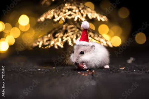 Cute hamster with santa hat on bsckground with christmas lights.