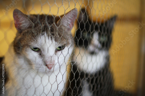 Sad cat eyes closed in a cage in an animal shelter