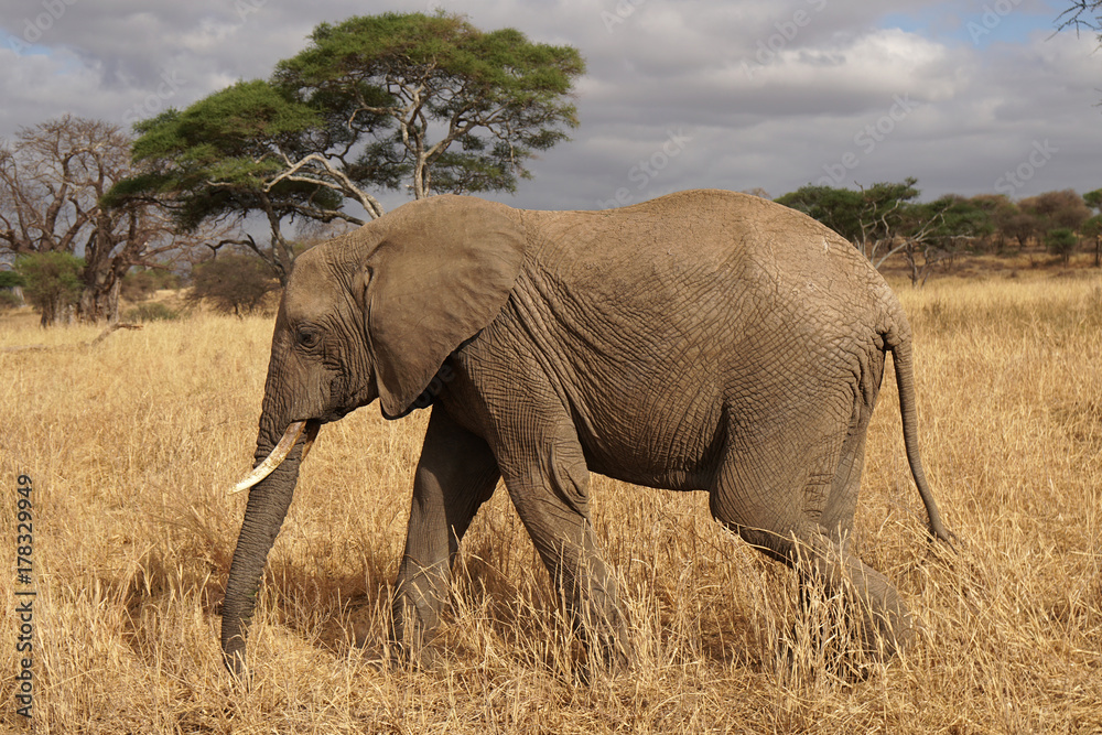 Fototapeta premium Safari Tarangire Nationalpark Tansania