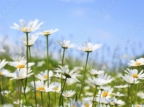 beautiful summer field with white flowers daisies