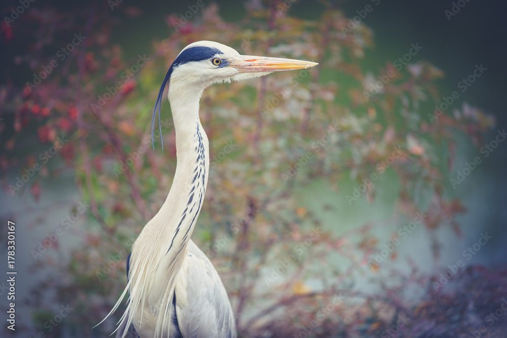 heron heron