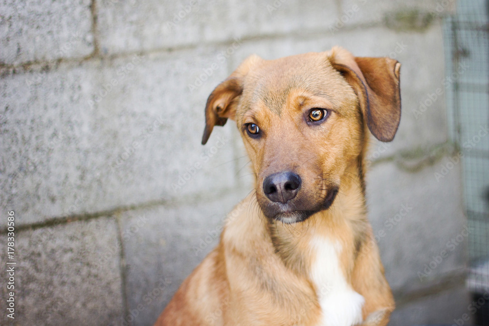 Portrait of yellow puppy dog looking far away Portrait of yellow puppy dog looking far away