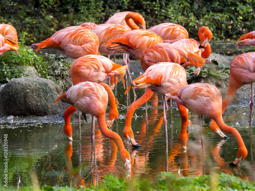a flock of beautifully red Phoenicopterus ruber  Greater Flamingo
