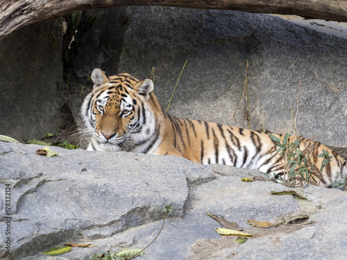 Fototapeta Naklejka Na Ścianę i Meble -  Amur Tiger, Panthera tigris altaica, lying on stone