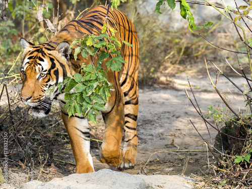 Fototapeta Naklejka Na Ścianę i Meble -  adult male Indochinese tiger, Panthera tigris corbetti, hidden in the bushes watching the surroundings