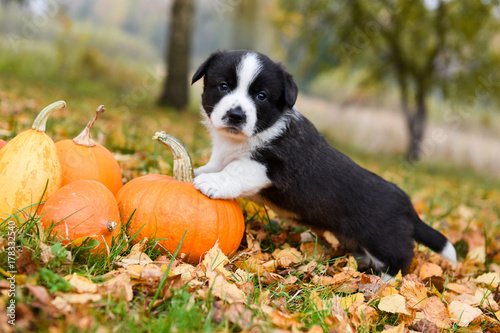 Fototapeta Naklejka Na Ścianę i Meble -  corgi puppy dog with a pumpkin on an autumn background