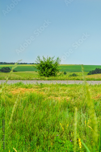 A lonely bush about the old road. Rural landscape