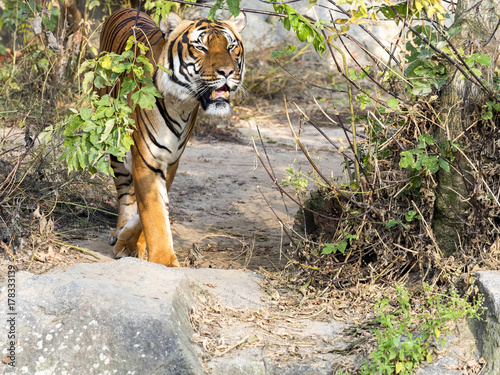 Fototapeta Naklejka Na Ścianę i Meble -  adult male Indochinese tiger, Panthera tigris corbetti, hidden in the bushes watching the surroundings