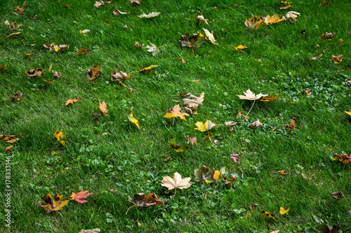 The dry, yellow leaves on the green grass. Fallen leaves lie on the lawn.