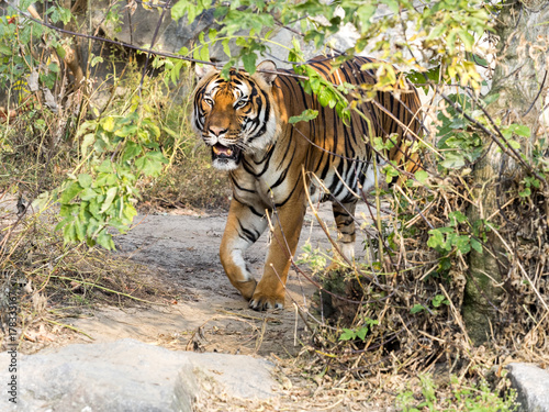 Fototapeta Naklejka Na Ścianę i Meble -  adult male Indochinese tiger, Panthera tigris corbetti, hidden in the bushes watching the surroundings