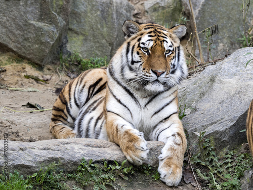 Amur Tiger, Panthera tigris altaica, lying on stone