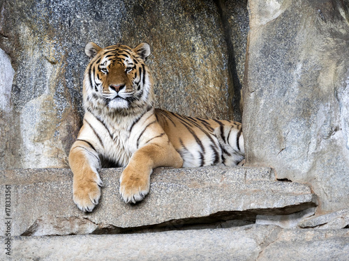 Fototapeta Naklejka Na Ścianę i Meble -  Amur Tiger, Panthera tigris altaica, lying on stone