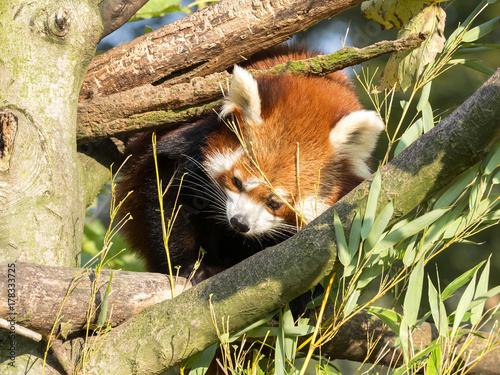 Fototapeta Naklejka Na Ścianę i Meble -  The red panda, Ailurus fulgens, is fed bamboo