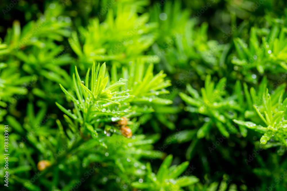 Taxus (Yew tree) in the garden. Selective focus. Shallow depth of field.