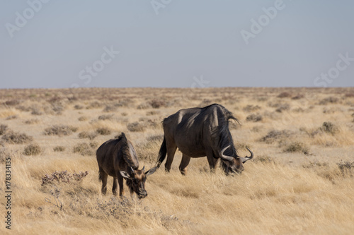 Wildebeest Grazing - Etosha National Park - 2017