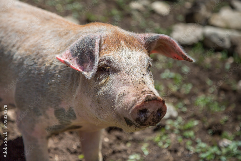 Dirty Little Domestic Pig in a Farm Dirty Little Domestic Pig in a Farm