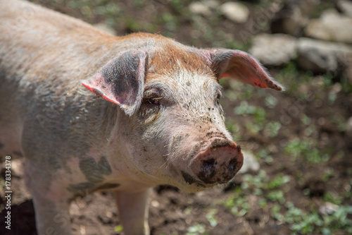 Dirty Little Domestic Pig in a Farm © GioRez