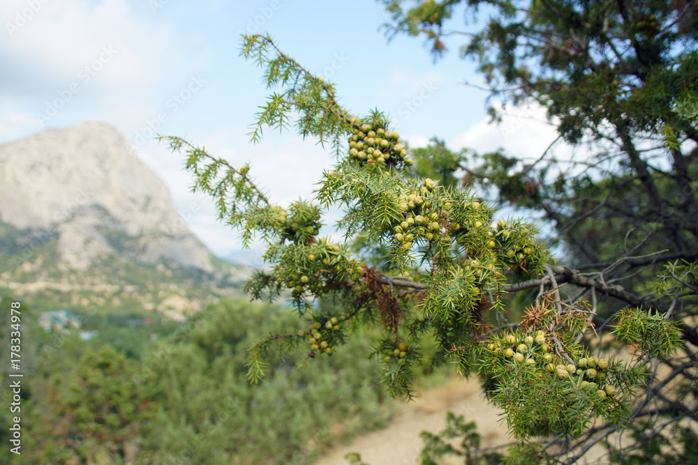 Branch of a juniper.