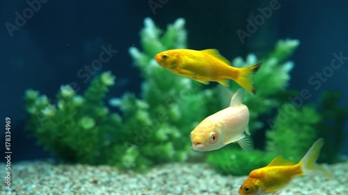 Yellow and Red Goldfish Swimming In Aquarium