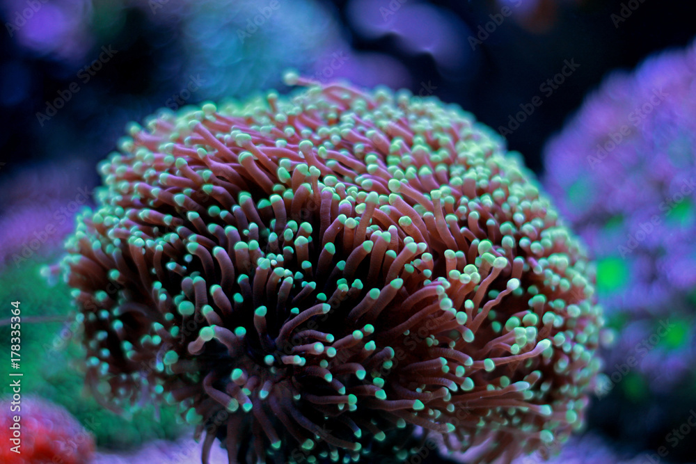 Naklejka premium Euphyllia Torch lps coral