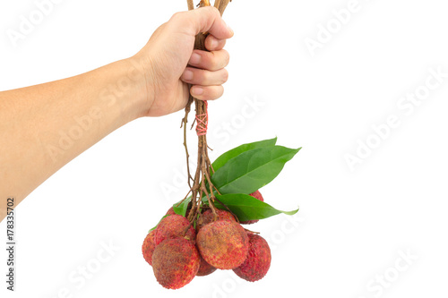 Fresh lychees hand hold isolated on white background